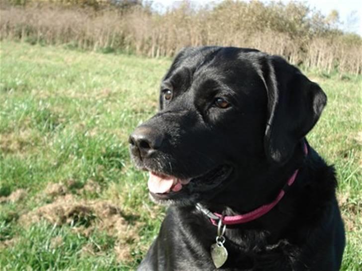 Blanding af racer Nokia billede 10