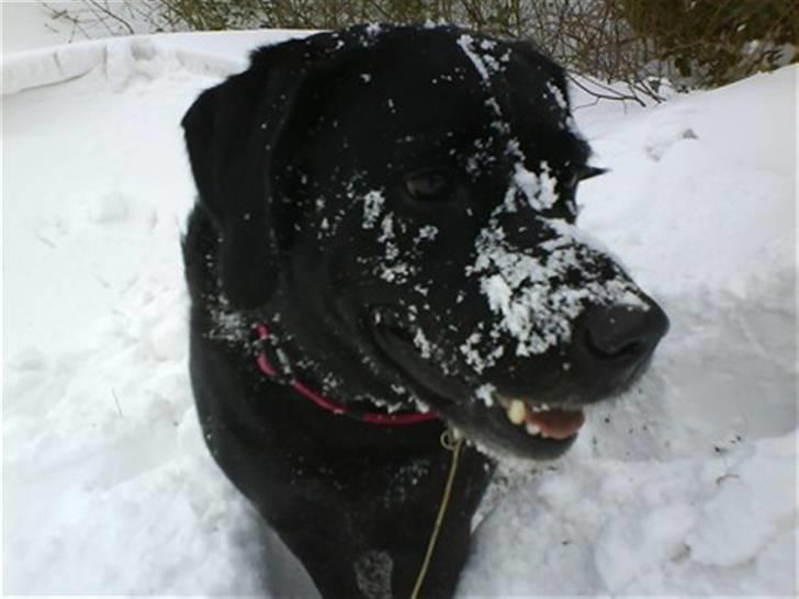 Blanding af racer Nokia - sne hunden billede 11