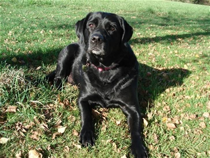 Blanding af racer Nokia billede 12