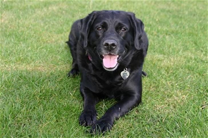 Blanding af racer Nokia billede 13