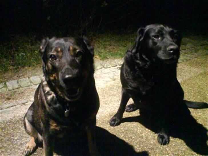 Blanding af racer Nokia - Billedet er lidt mørket... Men det her er Nokia og hendes mor billede 15