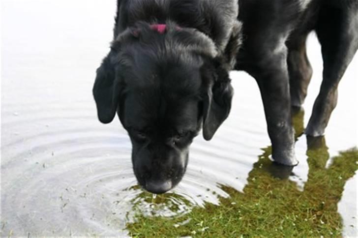 Blanding af racer Nokia billede 16