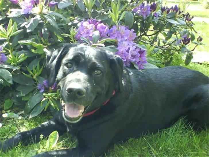 Blanding af racer Nokia billede 17