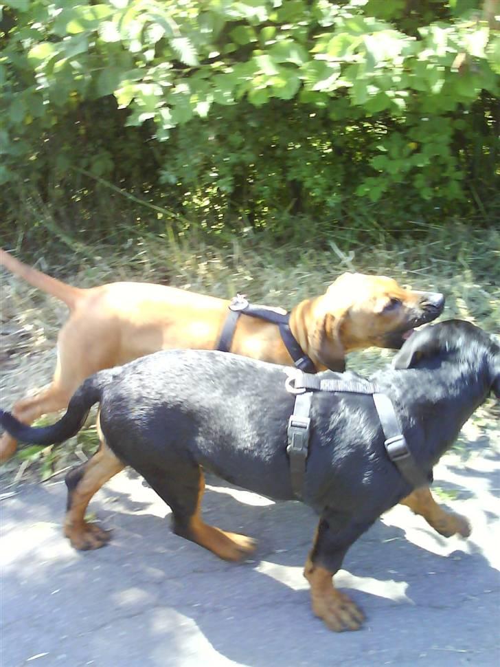 Rottweiler Luna (2008-2008) - luna og ella på vestereng 5 juli... billede 18