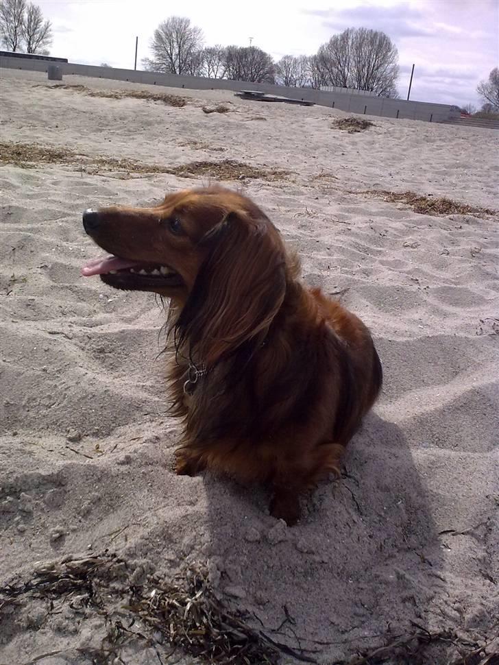 Dværggravhund King Kong billede 3