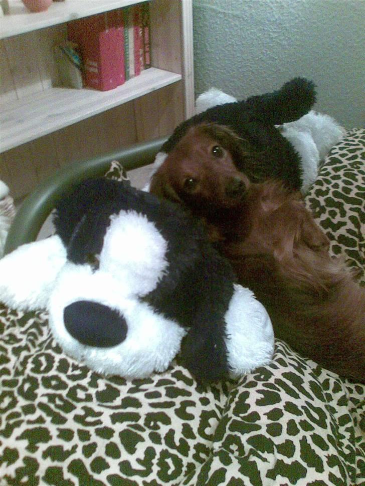 Dværggravhund King Kong billede 4