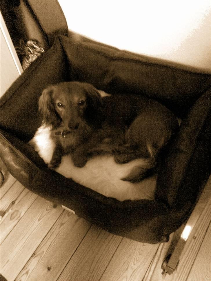 Dværggravhund King Kong billede 5