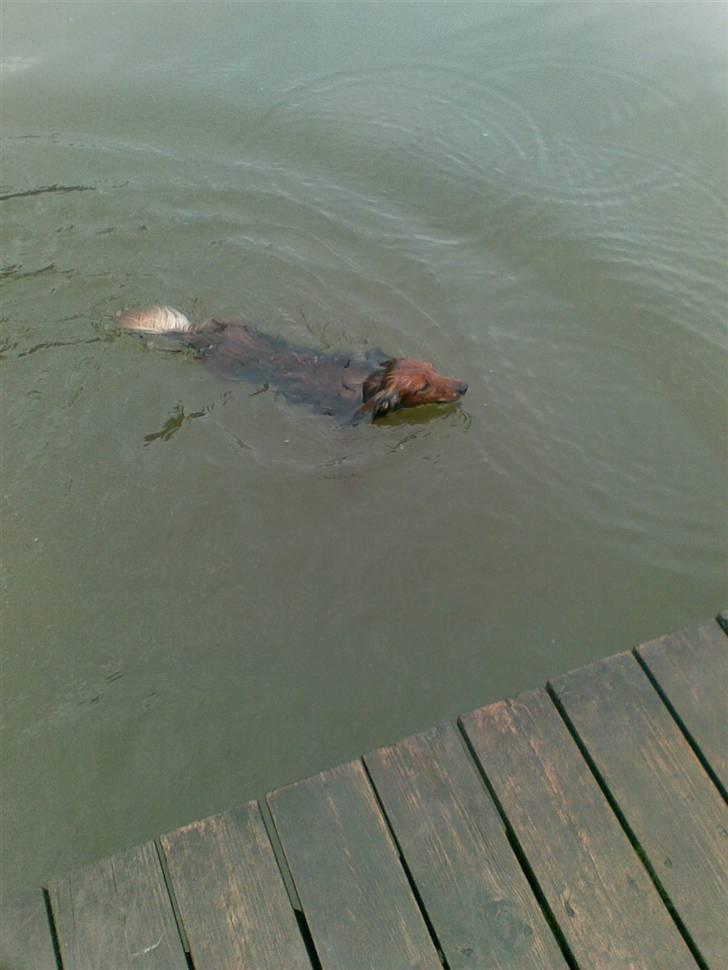 Dværggravhund King Kong billede 6