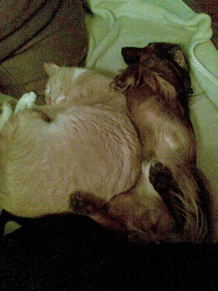 Dværggravhund King Kong billede 7