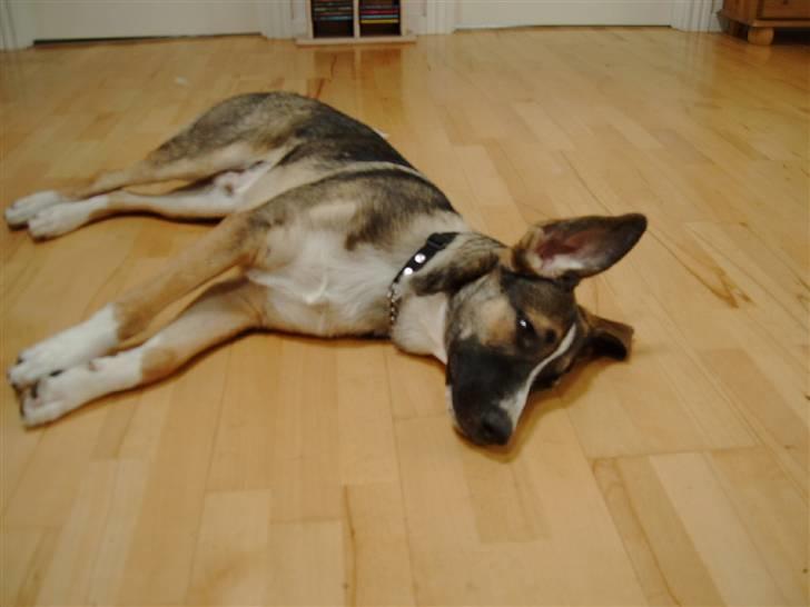 Blanding af racer Zeus *himmelhund* billede 11