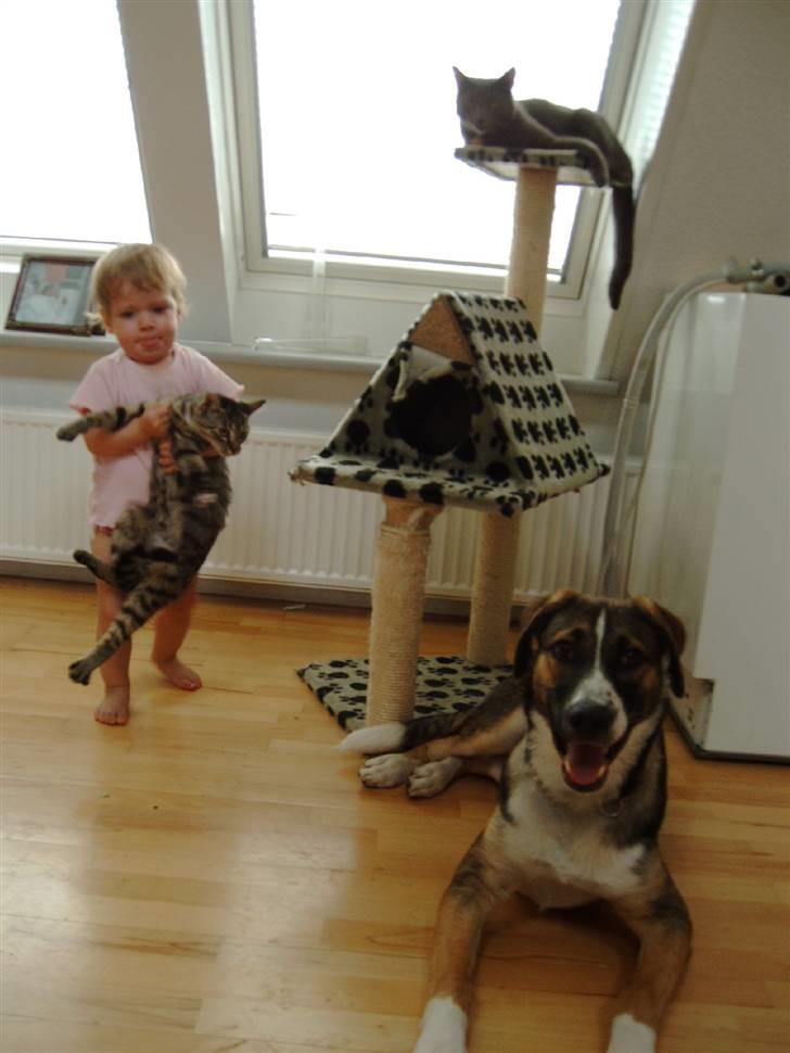 Blanding af racer Zeus *himmelhund* billede 13