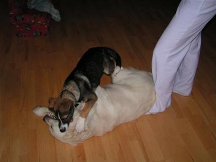 Blanding af racer Zeus *himmelhund* - en lille tumletur med Gajo billede 14