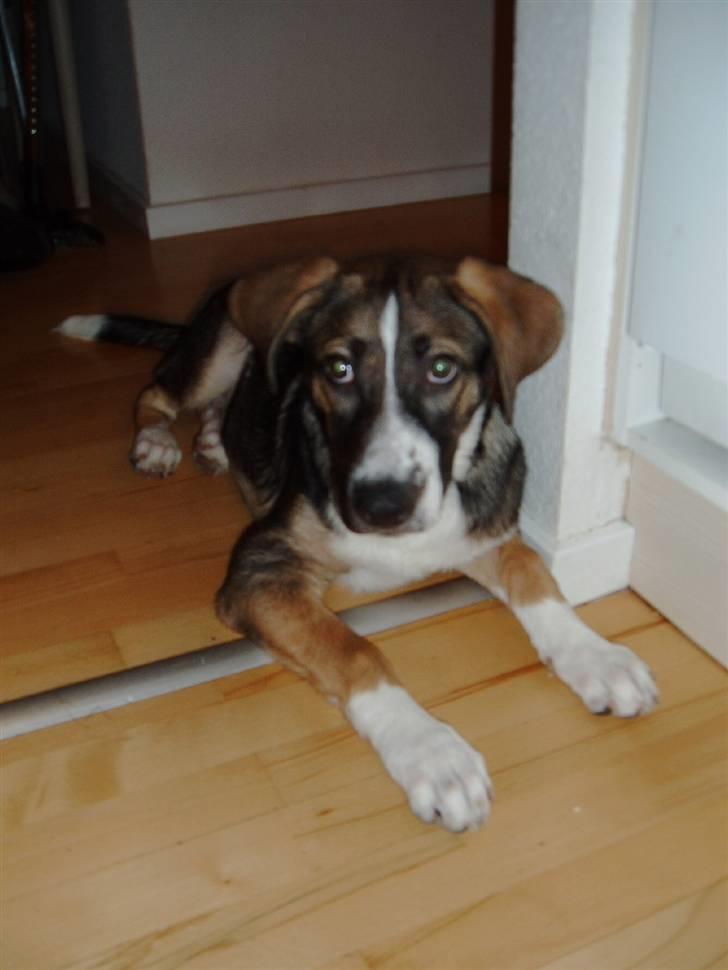 Blanding af racer Zeus *himmelhund* billede 15