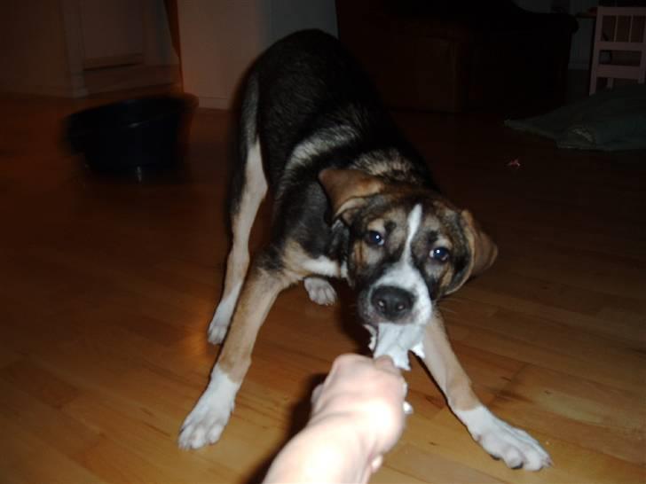 Blanding af racer Zeus *himmelhund* - jeg havde den altså først billede 16