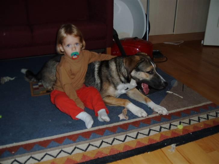 Blanding af racer Zeus *himmelhund* billede 17