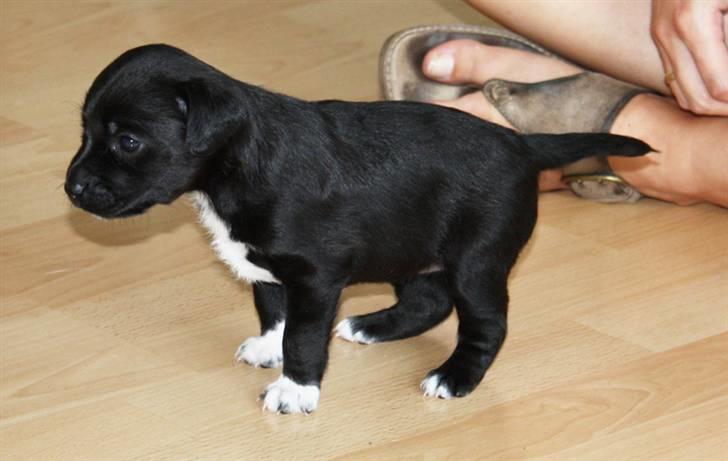 Blanding af racer Karla Malone - 4 uger gammel og ret sikker på benene billede 2