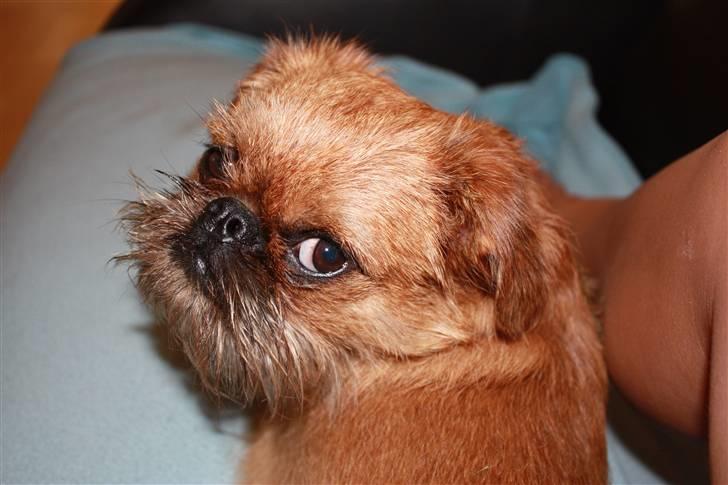 Griffon bruxellois Eddie - JA, HVAD??! :o) billede 9