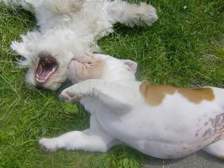 Engelsk bulldog BairaPepéIlgakojiné(Lola) - Til angreb på storebror Ludvig  *ss* billede 13