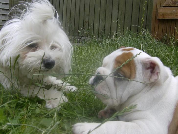 Engelsk bulldog BairaPepéIlgakojiné(Lola) - Ludvig og Lola billede 14