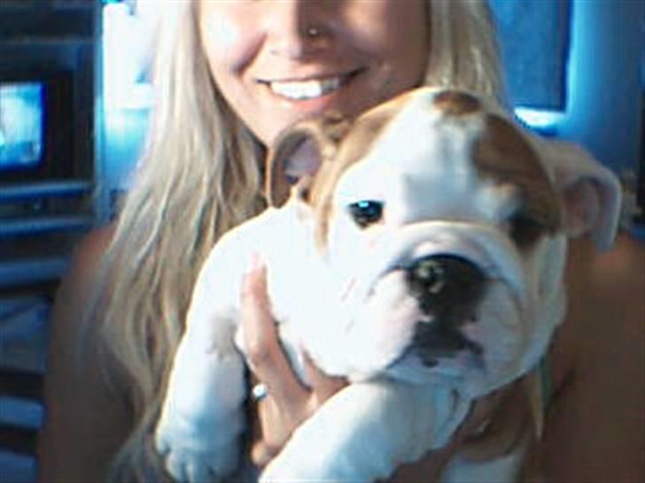 Engelsk bulldog BairaPepéIlgakojiné(Lola) - Med mor på webcam billede 15