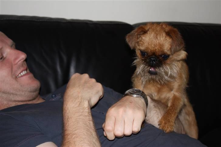 Griffon bruxellois Eddie - far og Eddie leger i sofaen. -det må man ellers ikke!!! billede 10