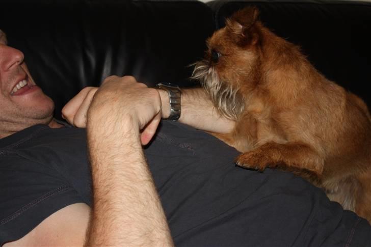 Griffon bruxellois Eddie - Du skal bare møffles billede 11