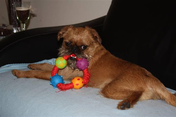 Griffon bruxellois Eddie billede 12