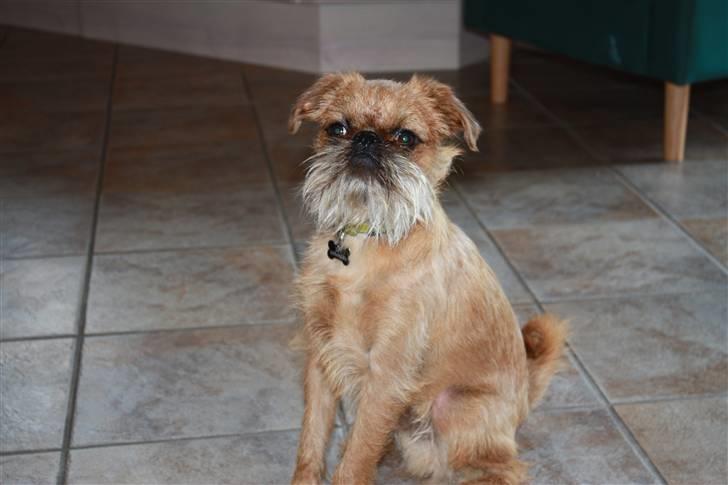 Griffon bruxellois Eddie - smuk dreng 1 år gammel billede 13
