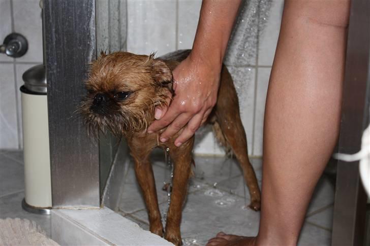 Griffon bruxellois Eddie - bare fordi man triller sig i noget der "dufter" dejligt!! TORTUR! billede 14