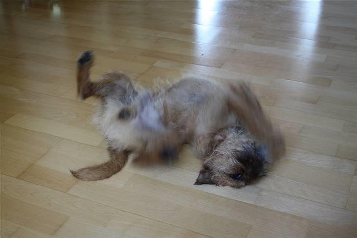 Griffon bruxellois Eddie - Skal da lige tørres ordentligt efter bad... billede 15