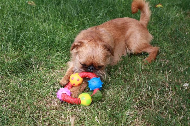Griffon bruxellois Eddie - den er nu god, den her! billede 16