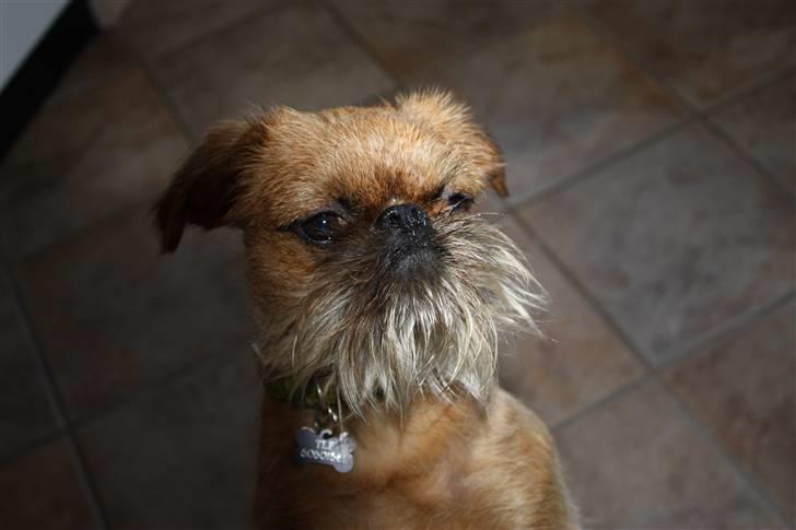 Griffon bruxellois Eddie billede 17