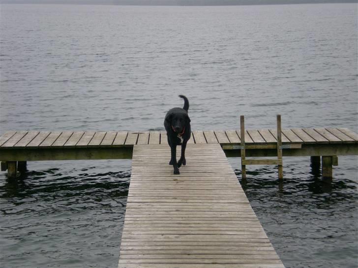 Flat coated retriever bonnie billede 2