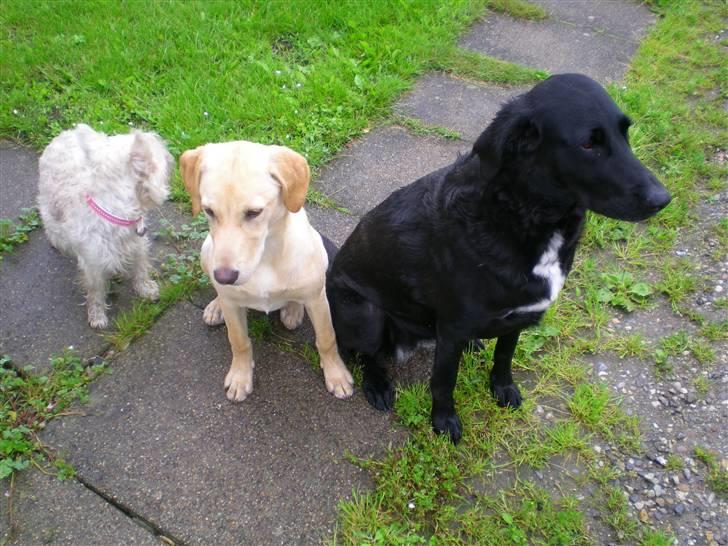 Flat coated retriever bonnie - Bonnie sammen med hendes 2 bedste venner Laika og Tilde billede 3