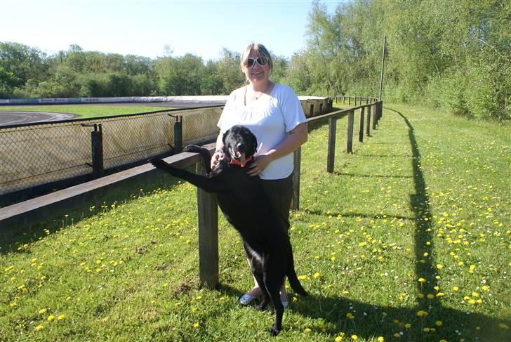 Flat coated retriever bonnie - Bonnie med mor til speedway skøndt at være med billede 4