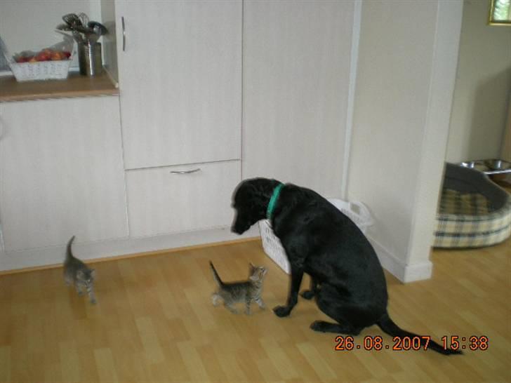 Flat coated retriever bonnie - Ih altså de er små tænker bonnie. Ved godt det er et dårligt billed billede 5