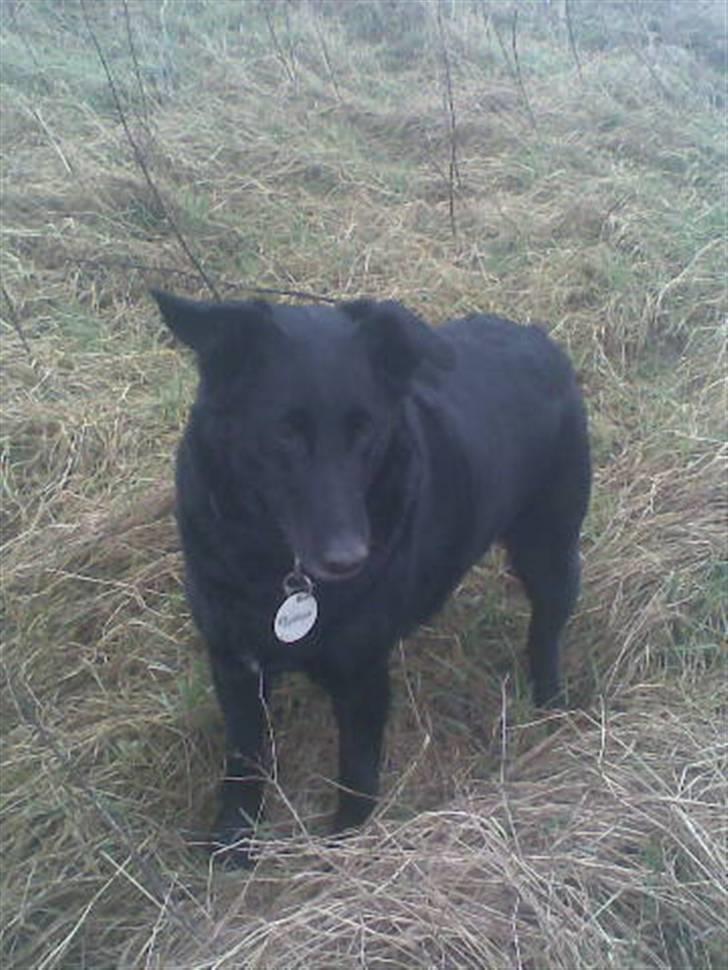 Blanding af racer Lady *R.I.P* billede 1