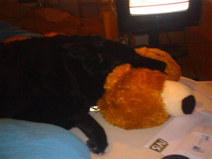 Blanding af racer Lady *R.I.P* billede 2