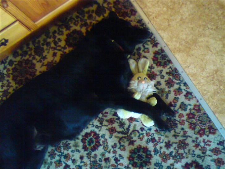 Blanding af racer Lady *R.I.P* billede 3