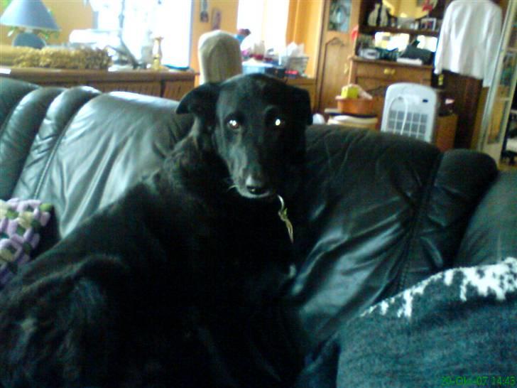 Blanding af racer Lady *R.I.P* billede 4