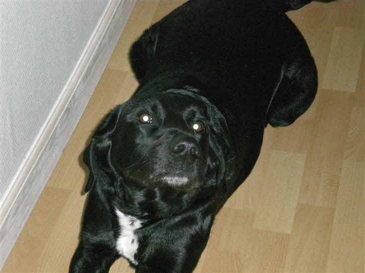 Flat coated retriever bonnie - Så siger mor jeg skal op men man strækker først inden man står op. .  billede 6