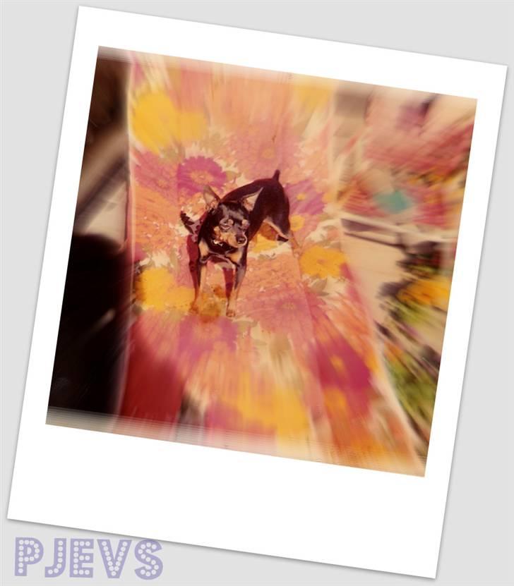 Dvaergpinscher pjevs  - Pjevs - himlens frække tæppetisser billede 1