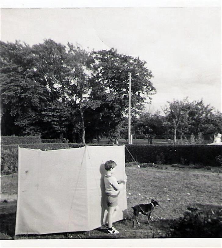 Dvaergpinscher pjevs  - så går vi tur billede 3