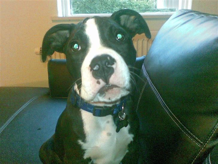 Amerikansk staffordshire terrier Bastian <3 - Nu er vores Bastian blevet 12 uger :) billede 1