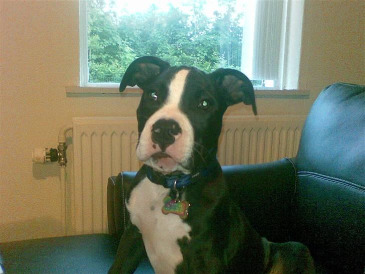 Amerikansk staffordshire terrier Bastian <3 - Bastian :) billede 2