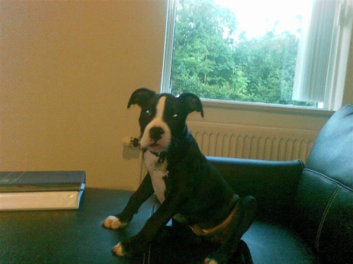Amerikansk staffordshire terrier Bastian <3 - Han er ikke god til at sidde stille og få taget billeder :P billede 3
