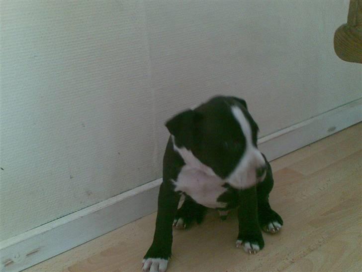 Amerikansk staffordshire terrier Bastian <3 - Der var han 8 uger, den dag vi valgte ham :) billede 4