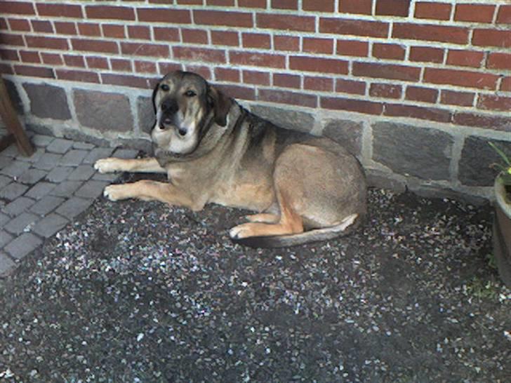 Broholmer Alfredeo (død) - Alfredo en af de sidste dage han var i denne verden billede 1