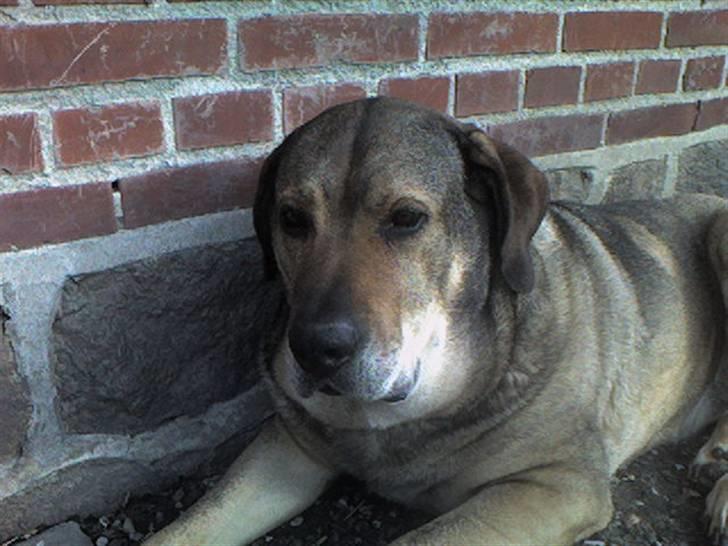 Broholmer Alfredeo (død) - hans smukke hoved billede 2