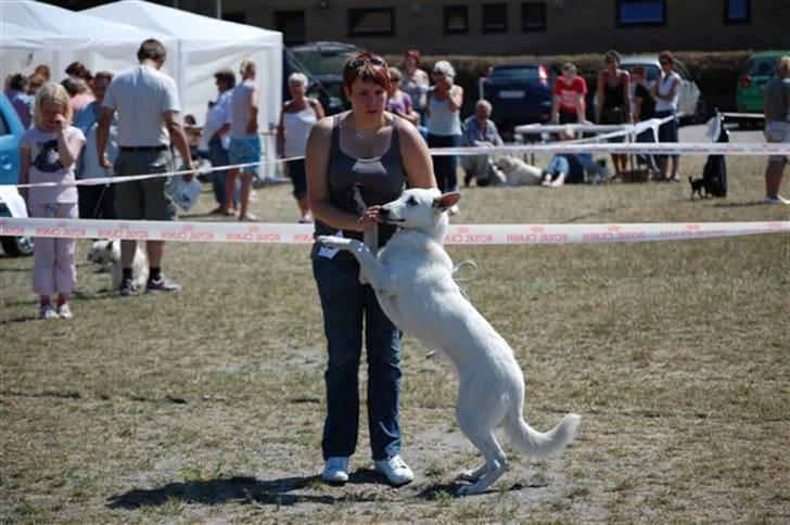 Hvid Schweizisk Hyrdehund Arven RIP - udstlling nyborg . 5-7-08 billede 15